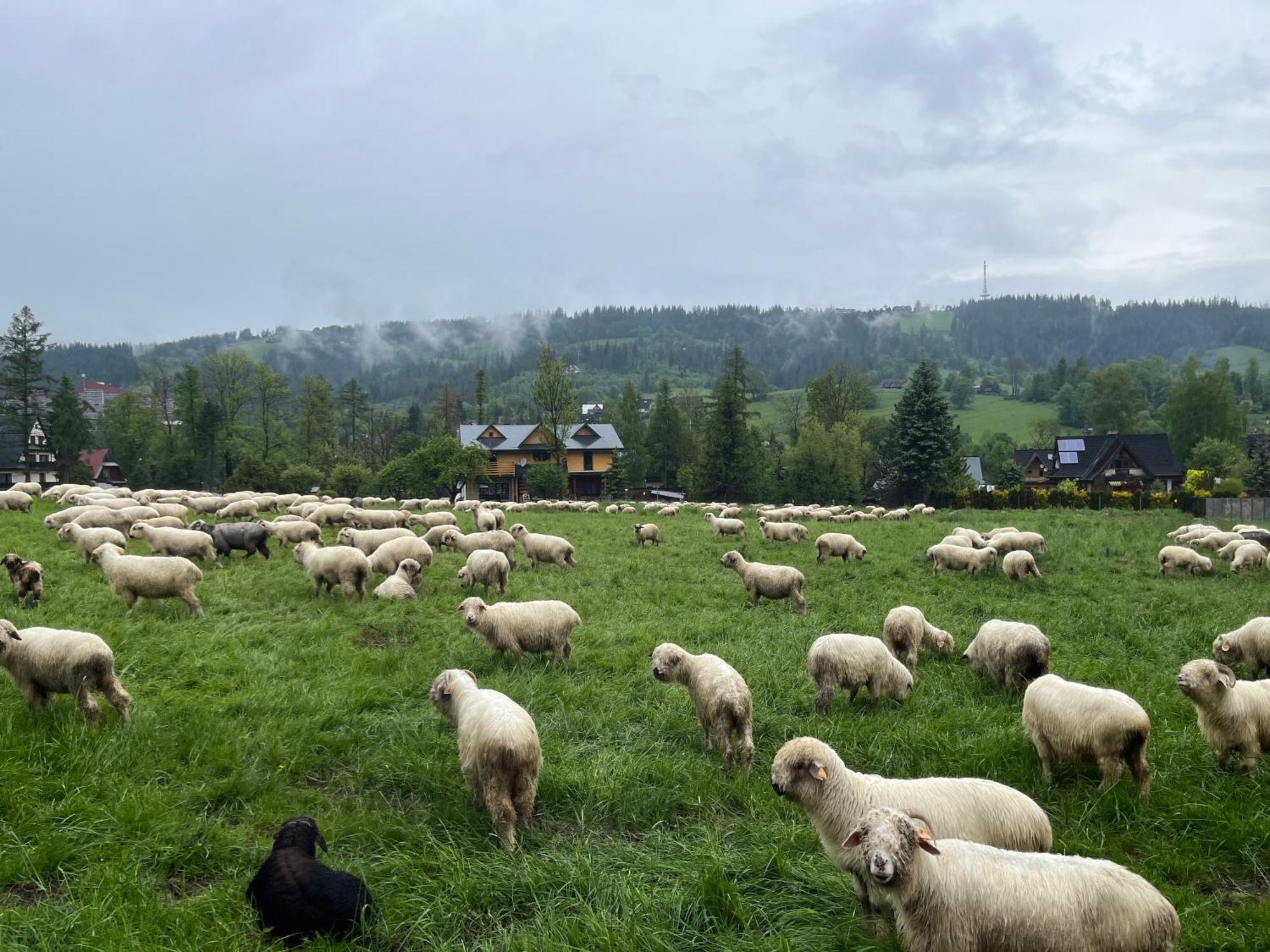 Milo Tu Zakopane Βίλα Εξωτερικό φωτογραφία
